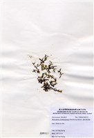 藏品(膜狀網翼藻)的圖片